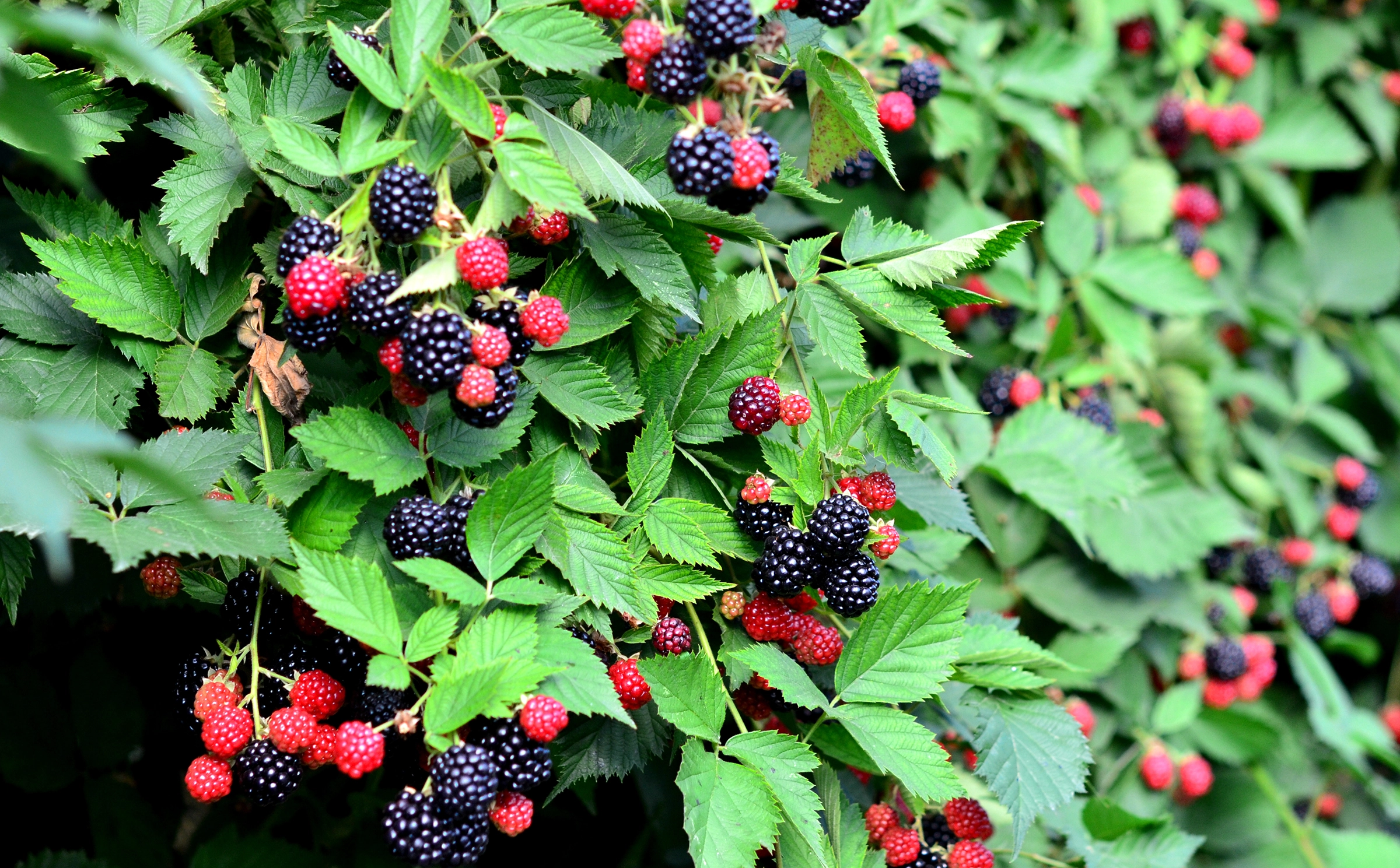 Traditional blackberry harvesting in the Apuseni Mountains