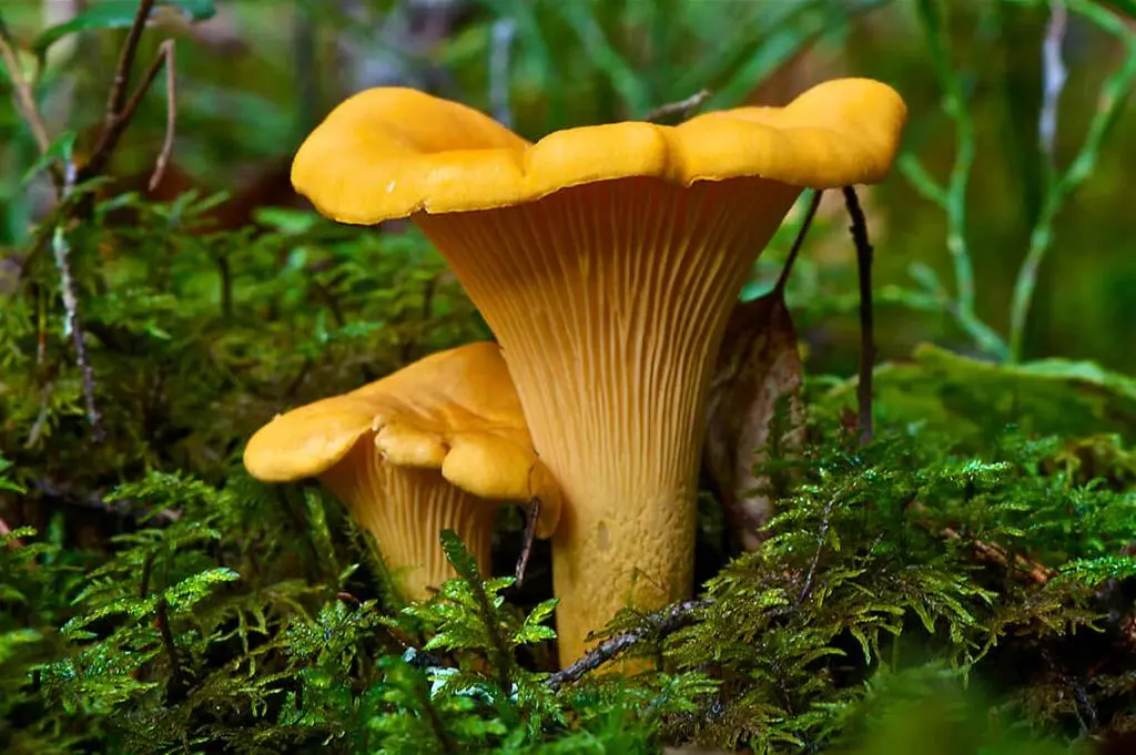 Golden chanterelle mushrooms freshly harvested from Apuseni Mountains