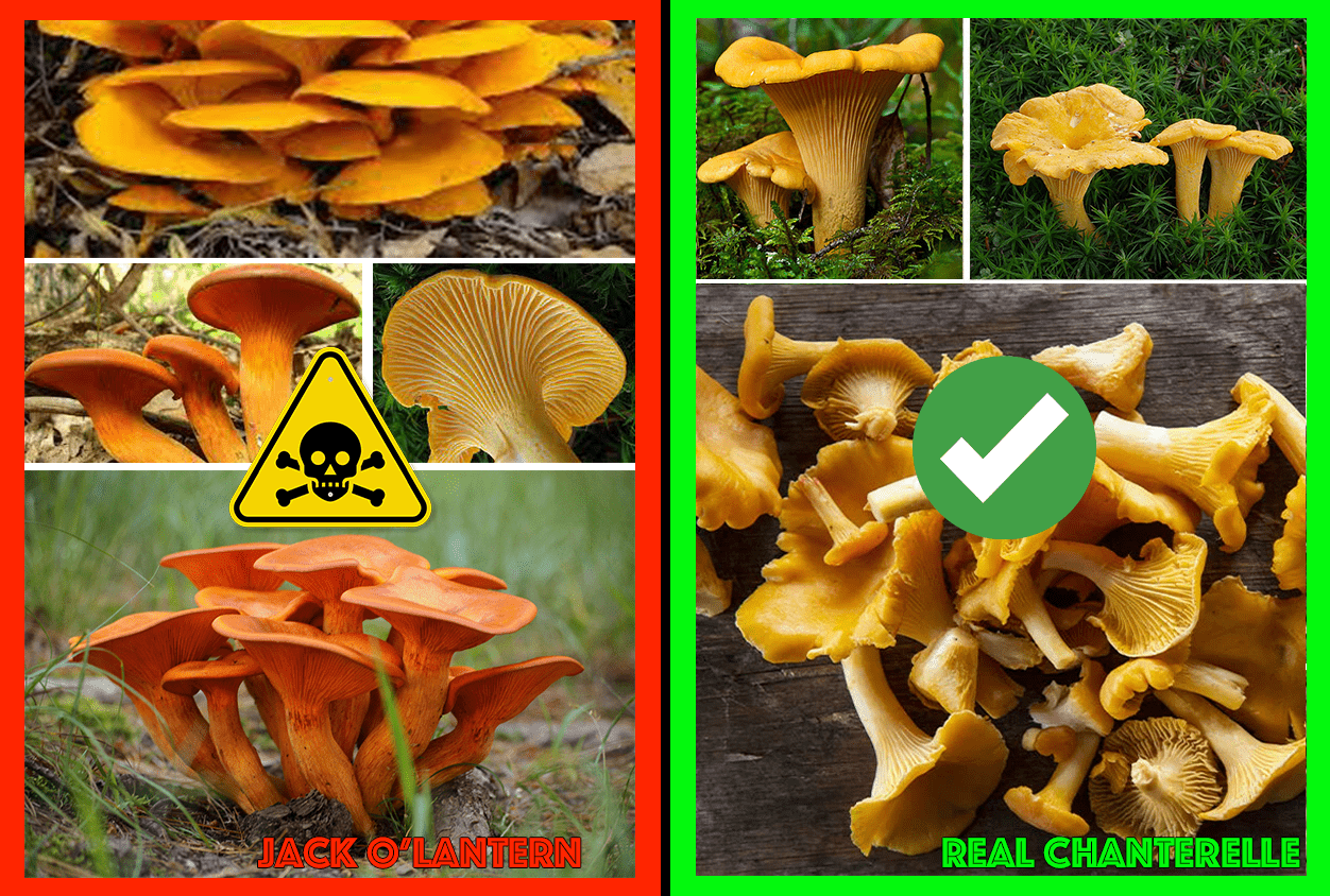 Comparison of edible mushrooms and their toxic look-alikes