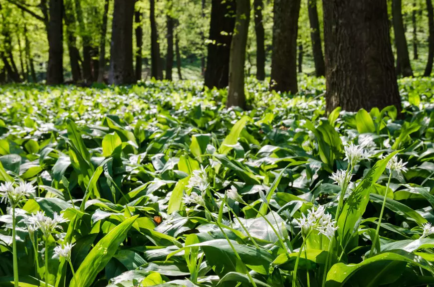Wild garlic growing in a beech forest with early spring light