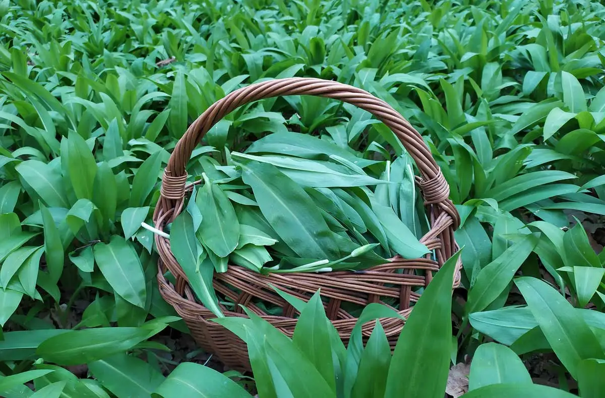 Sustainable harvesting of wild garlic in Apuseni Mountains