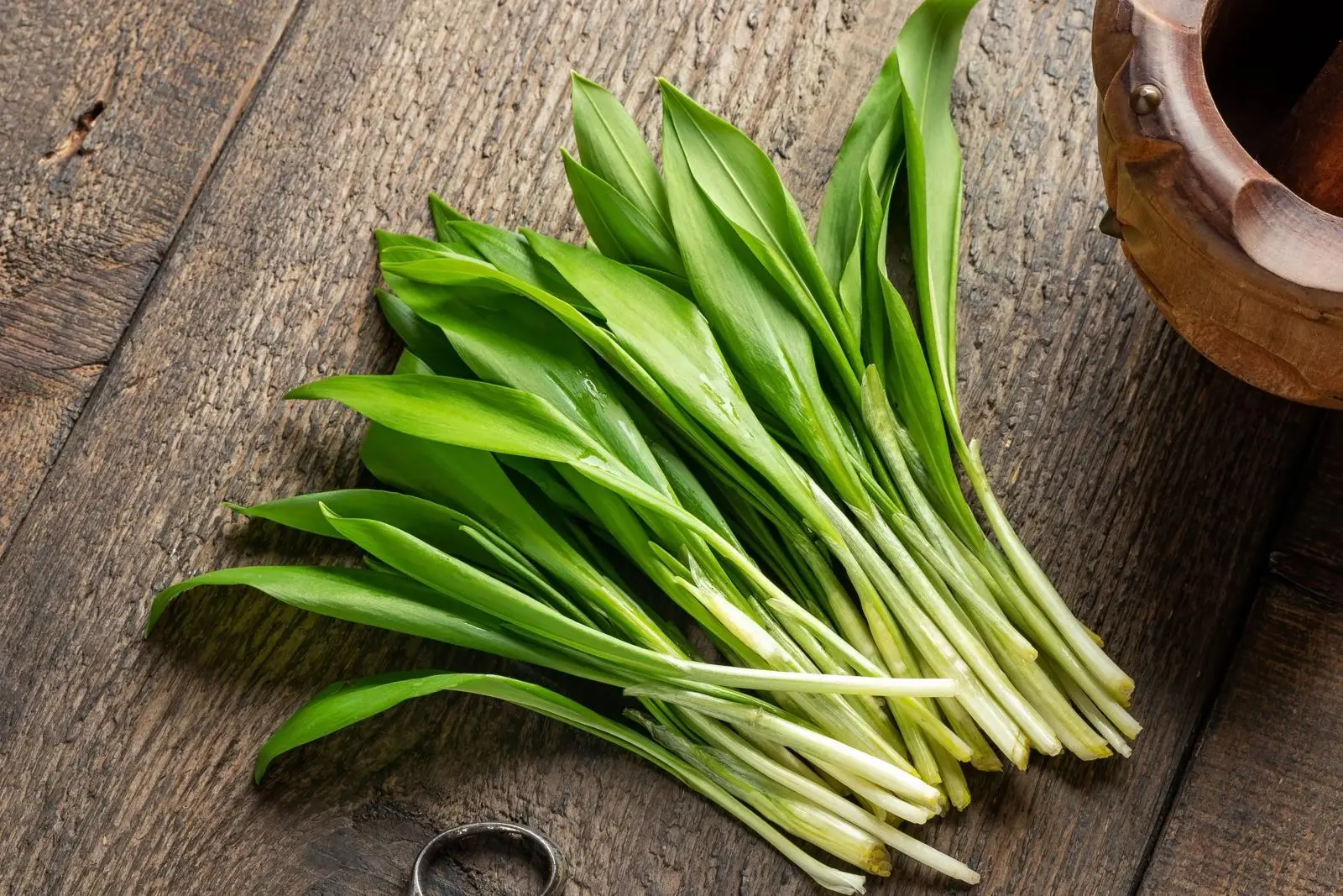 Fresh wild garlic (leurda) leaves carpeting a forest floor in Apuseni Mountains