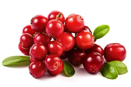 Assortimento di bacche rosse di bosco dalle Montagne Apuseni tra cui mirtilli rossi e mirtilli rossi di monte