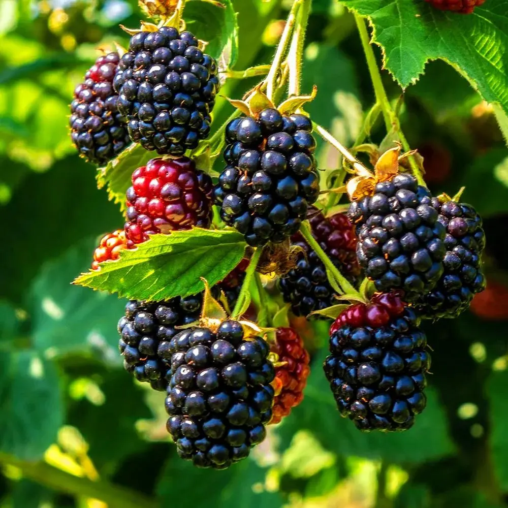 Fresh wild blackberries from Apuseni Mountains in a traditional wooden basket