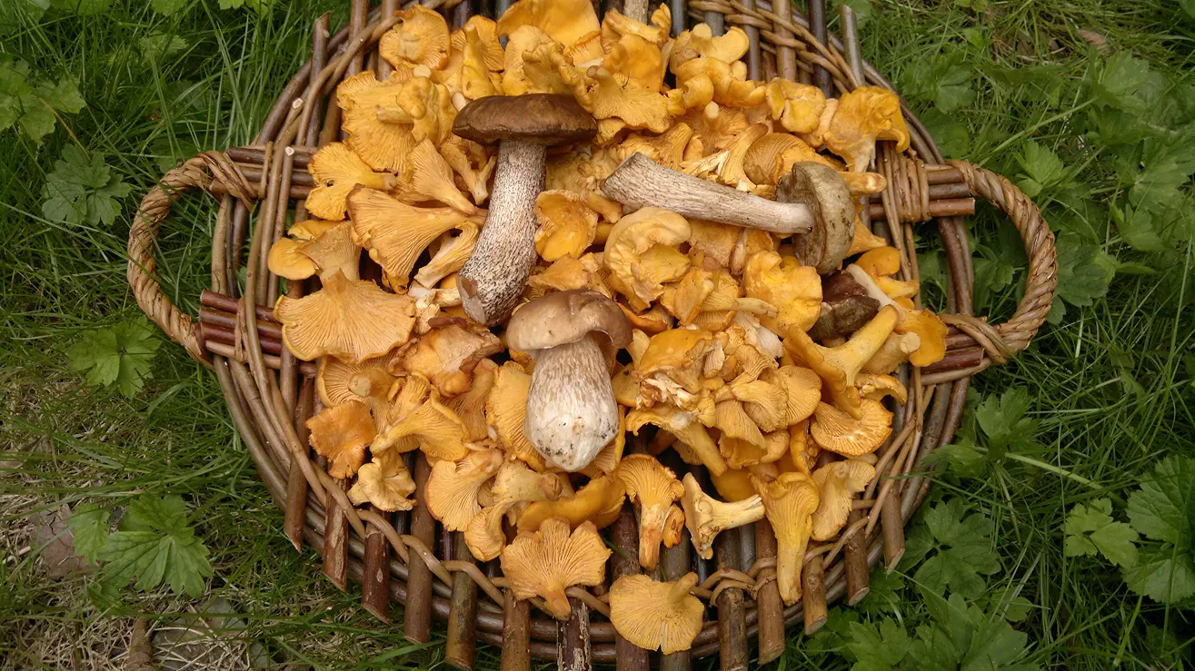 Traditional woven basket filled with various forest mushrooms