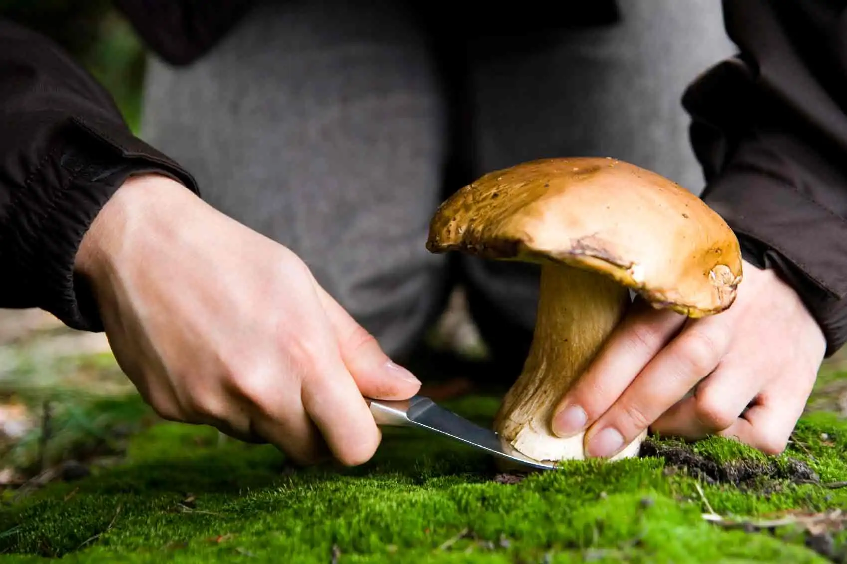 Workers carefully preparing fresh porcini mushrooms for drying