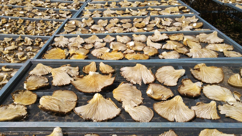 Traditional drying racks with mushrooms in a drying room